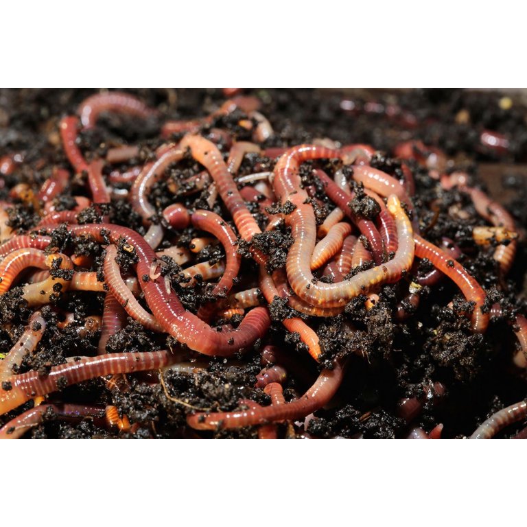 DMF Bait Co. Meal Worms, Live Fishing Bait, 36 Count, Live Worms For Fishing - A