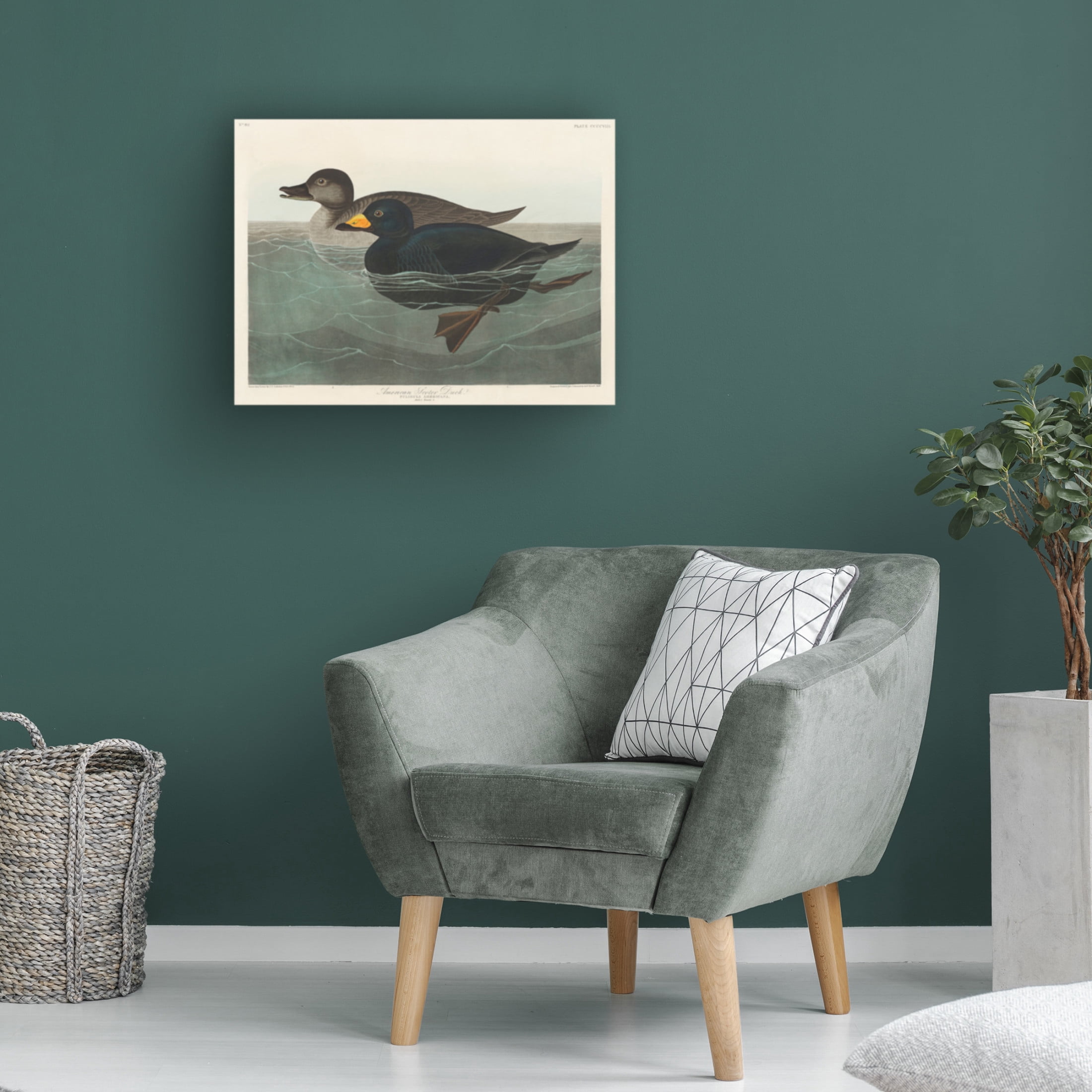 Trademark Fine Art Pictufy   American Scoter Duck From Birds of America 1827 Canvas Wall Art