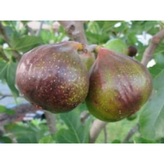 3 Olympian Fig Plants in 4 Inch Containers, Well Rooted and Sturdy! Plant now, get roots established for fast growth next year