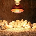 thumbnail image 3 of Waterproof Anti-Explosion 250W Infrared Heat Lamp Bulb for Poultry & Livestock Durable Heating, 3 of 5