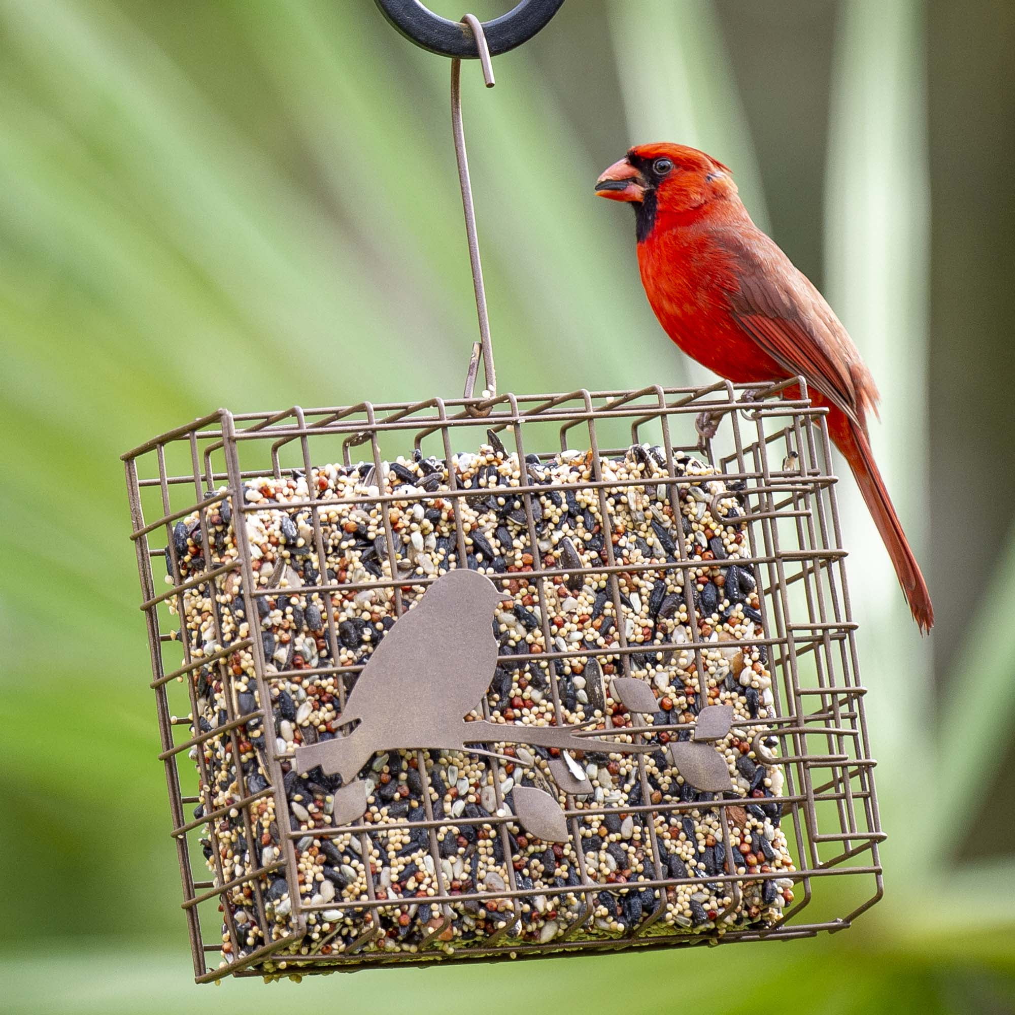 Cake Tester Corncob - Wildlife Garden Web Shop