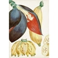thumbnail image 2 of Turpin 14x18 Black Ornate Wood Framed with Double Matting Museum Art Print Titled - Turpin Tropical Fruit VII, 2 of 4