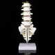 thumbnail image 2 of Modelo de columna vertebral lumbar herramienta de modelo de enseñanza educativa lumbar humana, 2 of 9