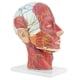 thumbnail image 4 of Modelo anatómico ANGGREK de la cabeza Médico humano tamaño natural, 4 of 8