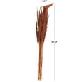 thumbnail image 3 of 35" Tall Dried Plant Natural Foliage Pampas Grass Bouquet, by DecMode, 3 of 7