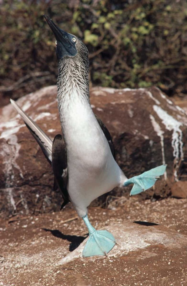 Blue-footed Booby courtship dance Punta Suarez Galapagos Islands ...