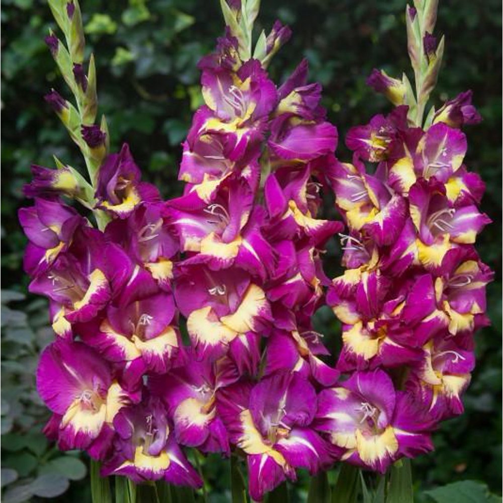 Gladiolus Seashore (Bulbs) Multicolor