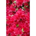 thumbnail image 4 of Hino-Crimson (Hybrid) Azalea – Live Evergreen Flowering Shrubs with Red Blooms, 3 Gallon Potted, Set of 2, 4 of 6