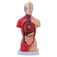 thumbnail image 2 of Anatomy Human Body Model, Detachable Interactive Anatomy Model Lifelike PVC with Organs for Medical Student for School, 2 of 7