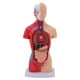 thumbnail image 2 of Modelo De Cuerpo Humano, Modelo De Anatomía Interactivo De Ubicación Precisa Desmontable Con órganos Para La Escuela, 2 of 7