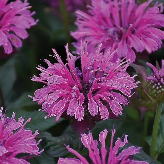 100 Deep Lilac  Bee Balm Seeds