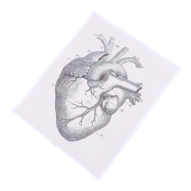 r Cartel Anatómico Del Corazón Humano Para Decoración De Interiores Pintura Decorativa Para Sala Cuadro Anatómico Educativo Para Escuela y Hospital