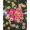 thumbnail image 3 of shiyou-Zinnia -Cut & Come Again- 100 Seeds, 3 of 4