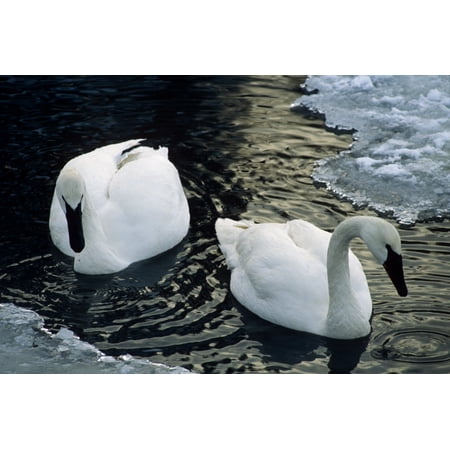 Posterazzi Trumpeter Swans Swim In Ice Covered Pond Alaska Canvas Art - John Warden  Design Pics (34 x