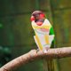 thumbnail image 2 of Pañal lavable para pájaros, traje de vuelo para loros, pañal para pájaros, ropa transpirable para loros, 2 of 7