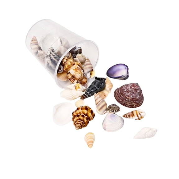 lixuesong Natural Sea Seashells Craft Set Unique Seashells Projects Crafting Shells for Jewelry Decors and Artistic Creations