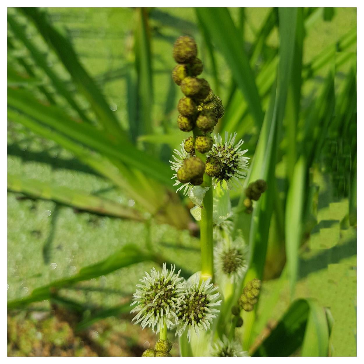 Everwilde Farms 1 oz Great Bur Reed Native Wildflower Seeds Gold Vault Bulk Seed Packet
