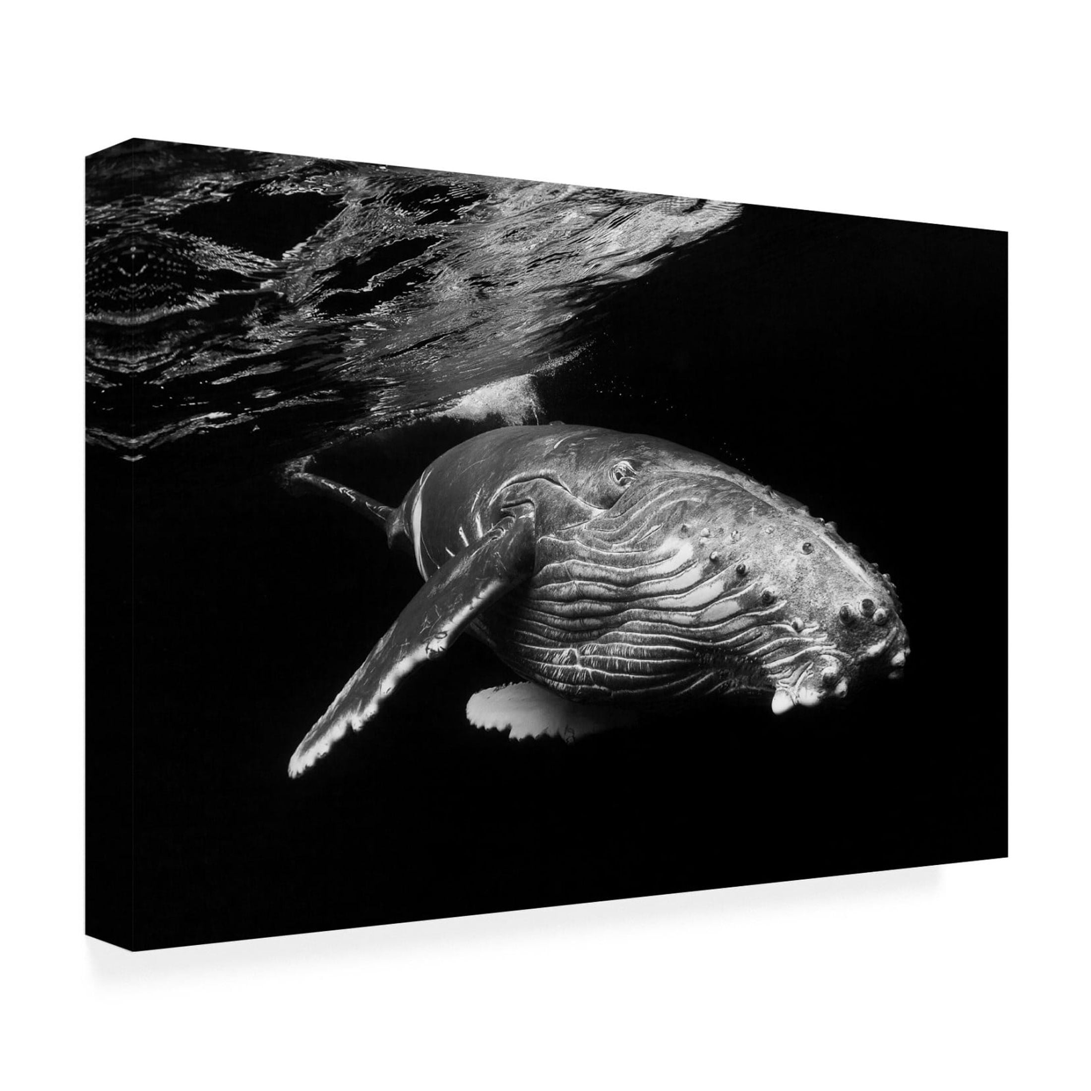 Canvas Wall Art - Barathieu Gabriel 'Humpback Whale Calf' Wall Art for Living Room, Bedroom, or Office Décor by Trademark Fine Art - 32 x 22 Inches
