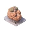 Deluxe Brain Model