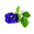 thumbnail image 2 of Wild Hibiscus Flower Blue-Tee 100% Pure Butterfly Pea Flower Tea, Serve with Lemon and Honey- 1.1 oz, 2 of 5