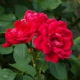 thumbnail image 3 of Brighter Blooms - Blaze Improved Climbing Rose Shrub, 3 gal - No Shipping to AK, AZ, HI, 3 of 4