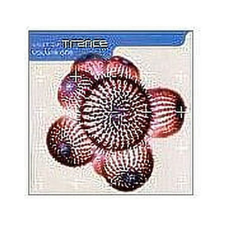 Best of Trance, Vol. 1