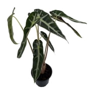 Bambino African Mask Plant - Alocasia - Houseplant - 4" Pot