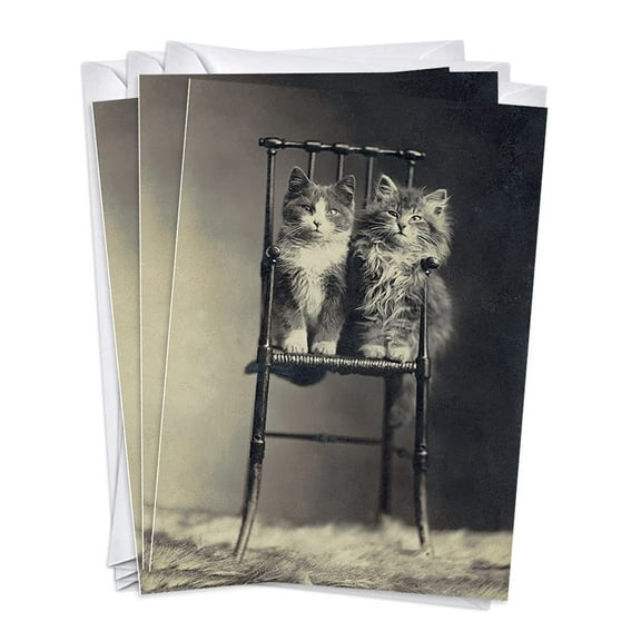 Cat Lady Lovers Best Friend Womens Birthday Greeting Cards | 3 Pack Set (5x7)
