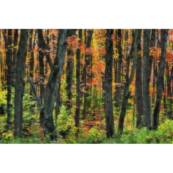Autumn Sugar Maple, Yellow Birch And Balsam Firtrees. Algonquin Provincial Park, Ontario. Canada. Poster Print (34 x 22)