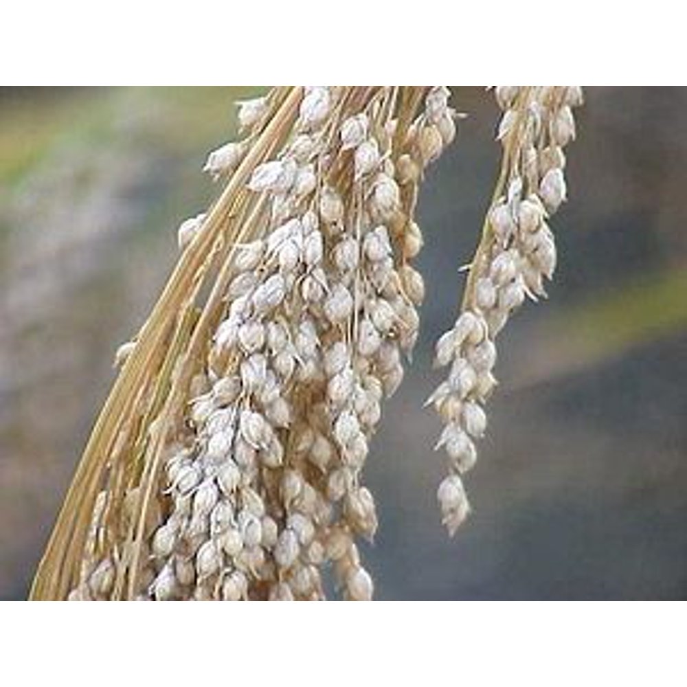 White Proso Millet Seed 50 Lbs.