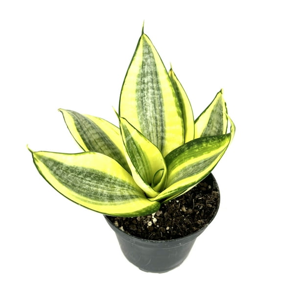 Sansaveria Hahnii Gold Star Live Potted Houseplants Air Purifying, 4" Pot