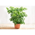thumbnail image 3 of China Doll Plant - Live Plant in a 6 Inch Pot -Radermachera Sinica - Beautiful Easy Care Indoor Houseplant, 3 of 5