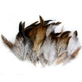 thumbnail image 4 of 50 X Hahn Feathers Feathers Feather, 4 of 6