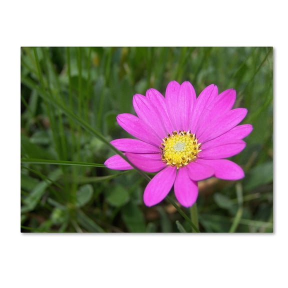 Trademark Fine Art "Alluring Vibrance" Canvas Art by Monica Fleet