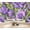 Color 3, variant on Lavender Purple romantic Wallpaper Floral Blooms Green Leaves Peel and Stick Wall Murals 100"H x 144"W Removable PVC Wall Paper Self-Adhesive Wall Decor for Bedroom Living Room