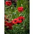 thumbnail image 6 of 150 Seeds RED Lady Bird FLANDERS POPPY Papaver Commutatum Scarlet Black Flower Seeds, 6 of 7