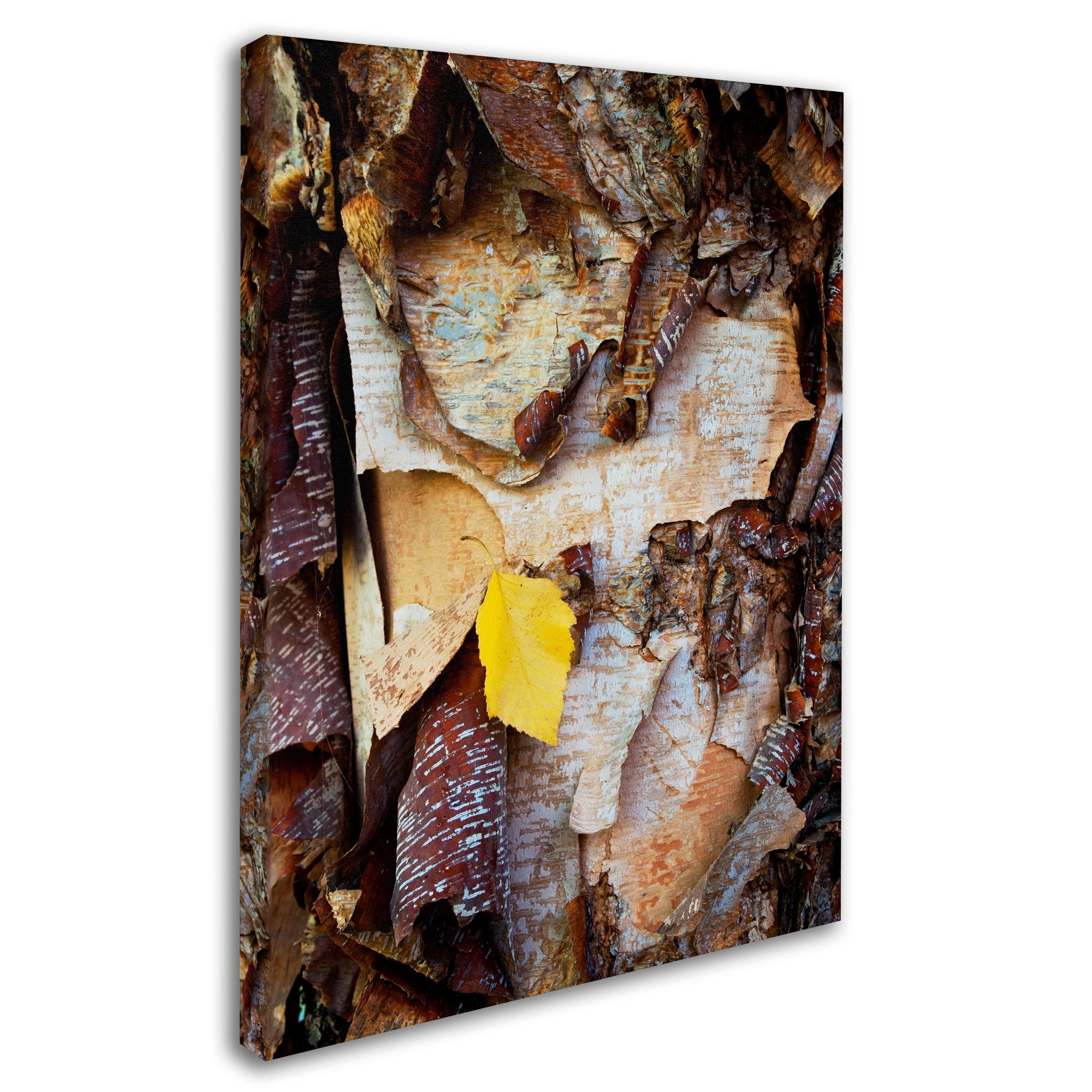 Trademark Fine Art "Birch Leaf" Canvas Art by Kurt Shaffer
