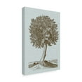 thumbnail image 2 of Trademark Fine Art 'Antique Tree in Sepia I' Canvas Art by Vision Studio, 2 of 4