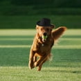 thumbnail image 4 of Western Cowboy Pet Hat with Adjustable Design for Cats and Dogs, 4 of 7