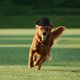 thumbnail image 5 of Sombrero de vaquero para mascotas, para gatos y perros, decoración para fiestas, 5 of 8