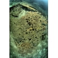 thumbnail image 2 of Shimlock, Jones 11x14 Black Ornate Wood Framed with Double Matting Museum Art Print Titled - Indonesia, Papua, Raja Ampat Damaged reef, 2 of 4