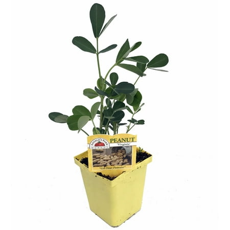 Potted Peanut Plant - Grow Your Own Goobers, Indoors/Out - Live Plant -3.5