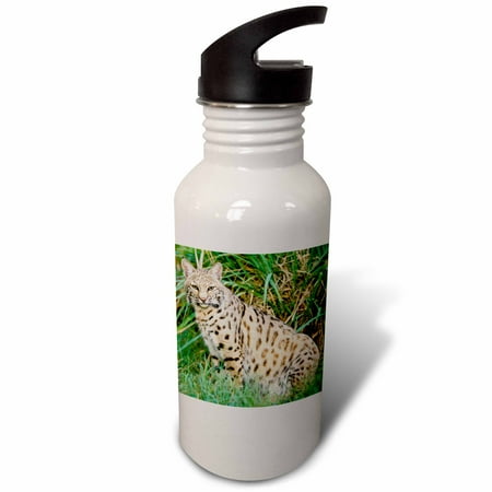 

3dRose Bobcat wildlife - NA02 AJE0287 - Adam Jones Sports Water Bottle 21oz