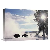 Global Gallery  American Bison in Winter - Yellowstone National Park - Wyoming Art Print - Tim Fitzharris