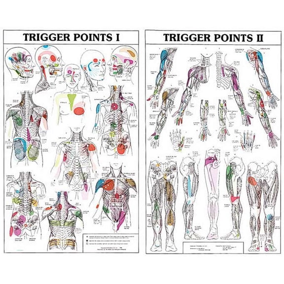 Trigger Points I and II Chart-Paper