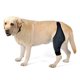thumbnail image 5 of Dog Knee Brace, Leg Support Brace, Adjustable Rear Leg Braces For Injury Dogs For Torn Acl & Ccl Better Recovery, 5 of 5