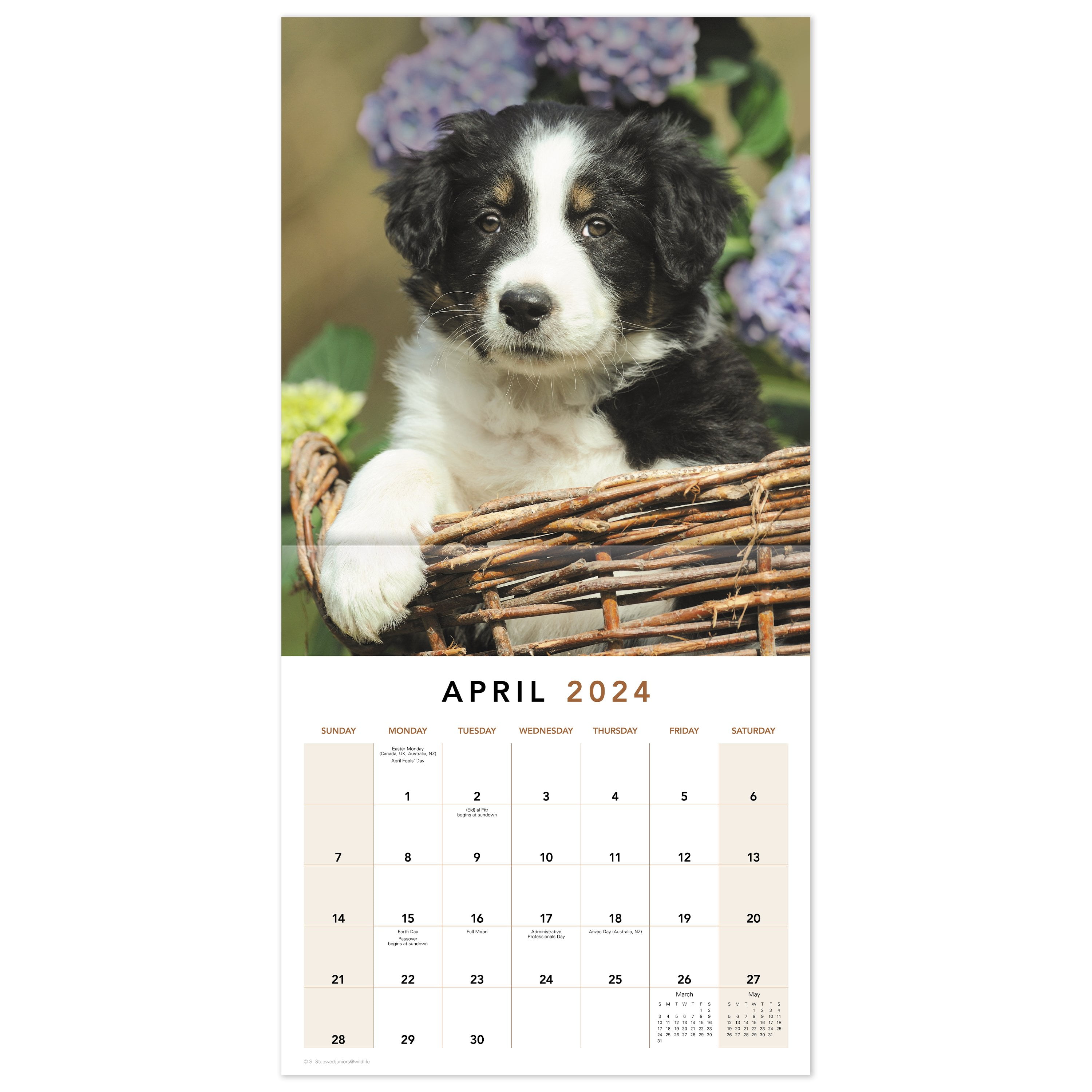 Puppies 2024 Monthly Wall Calendar 12 x 12 - Wall Calendars