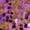 Purple, variant on Girls Sparkly Latin Dance Dress Sequin Sleeveless Fringe Tassel Color Block Cha Cha Jazz Dance Dress for Performance Hot Pink 16