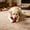 Red, variant on Dog Training Ball on A Rope, Rubber Dog Rope Toys, Elastic Solid Ball Pet Chewing Stick, Chewable Tooth Cleaning Toy, 2.36 Inch Interactive Dog Ball for Small Dogs and Cats