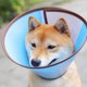 thumbnail image 2 of Cono para perros UBIUO, collar de recuperación ajustable y cómodo para mascotas, collar protector posoperatorio, collares E de plástico con borde seguro para perros y gatos (A5-O), 2 of 5